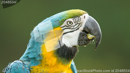 Image of Close-up of a macaw parrot