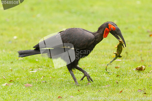 Image of Southern Ground hornbill (Bucorvus leadbeateri)