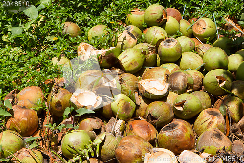 Image of Pile of discarded coconut husks