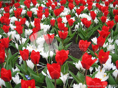 Image of red and white tulips and crocus