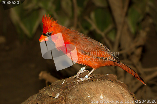 Image of Northern Cardinal in captivity