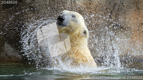 Image of Close-up of a polarbear in capticity 