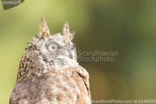 Image of African Eagle Owl, selective focus