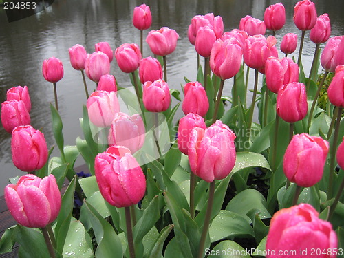 Image of pink tulips in the rain