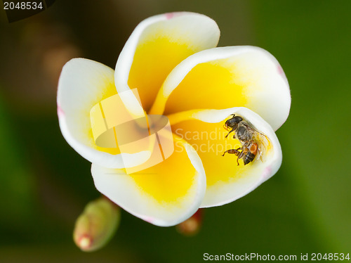 Image of Dead fly in a yellow flower