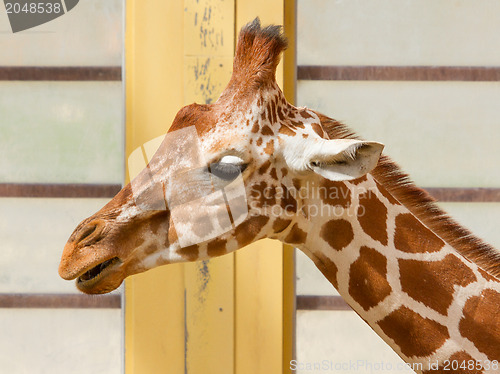 Image of Giraffe, Giraffa Camelopardalis Eating