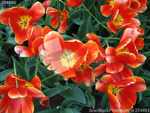 Image of glowing tulips