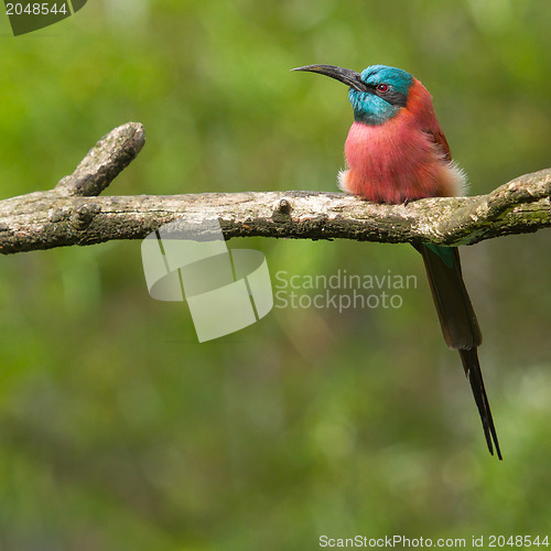 Image of Northern Carmine Bee-Eater