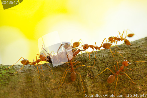 Image of Ants in a tree carrying a death bug