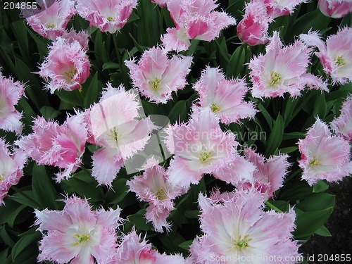 Image of Fluffy dark pink and white tulips