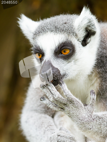 Image of Ring-tailed lemur (Lemur catta) cleaning it's claw