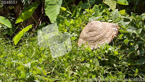 Image of Abandoned asian conical hat isolated on green plants