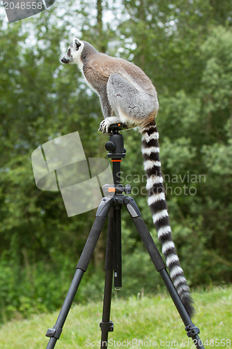 Image of Ring-tailed lemur sitting on tripod