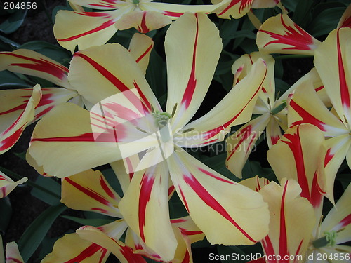 Image of striped tulips