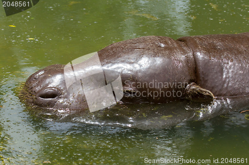 Image of Pygmy hippo swimming in a pool in Saigon