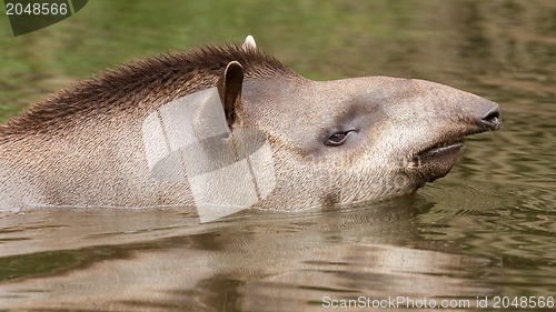 Image of Profile portrait of south American tapir in the water