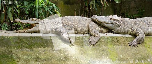 Image of Crocodiles resting in the sun