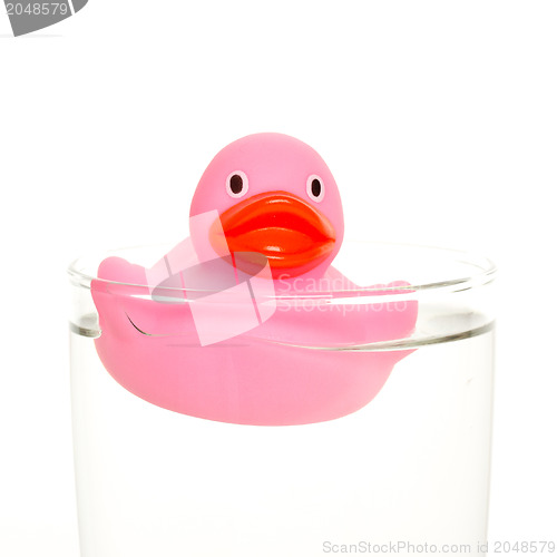 Image of Pink duck