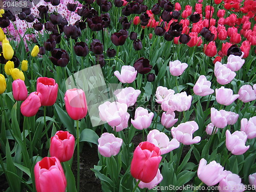 Image of Mingling tulips