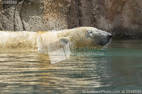 Image of Close-up of a polarbear (icebear) 