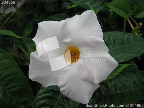 Image of white flower