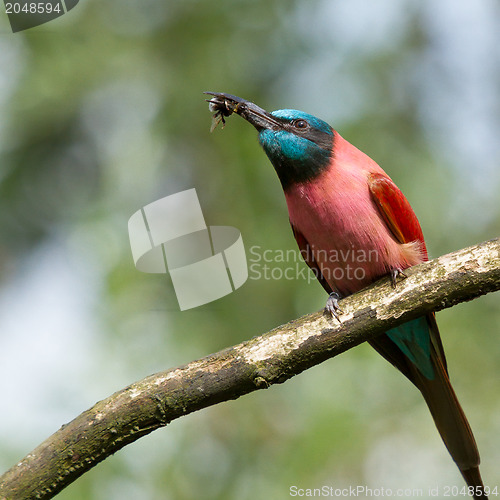 Image of Northern Carmine Bee-Eater