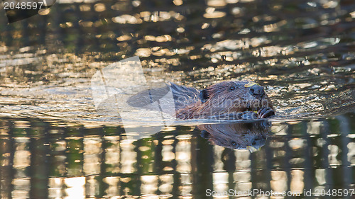 Image of Canadian Beaver (Castor canadensis) in the water