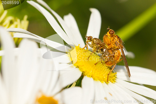 Image of Flies mating on a white flower