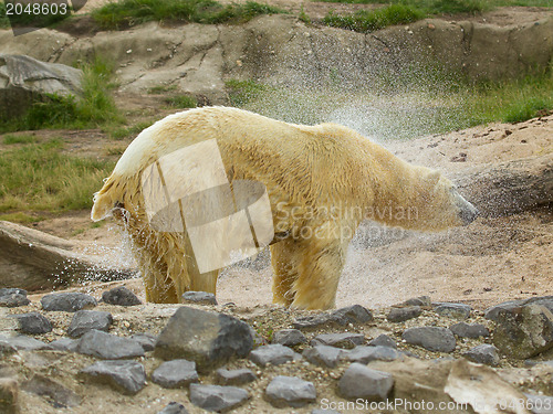 Image of Close-up of a polarbear (icebear) 