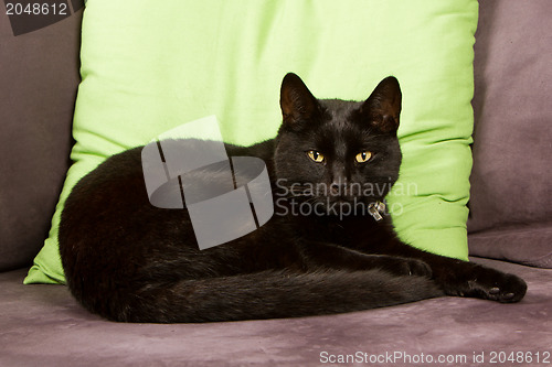 Image of Black cat isolated 