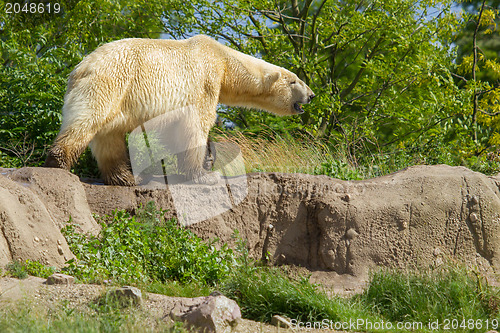 Image of Close-up of a polarbear in capticity 