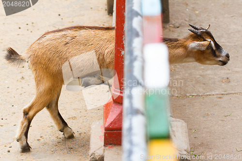 Image of Goat looking through a fence 