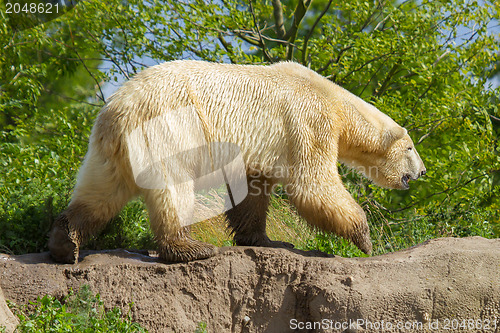 Image of Close-up of a polarbear (icebear) 