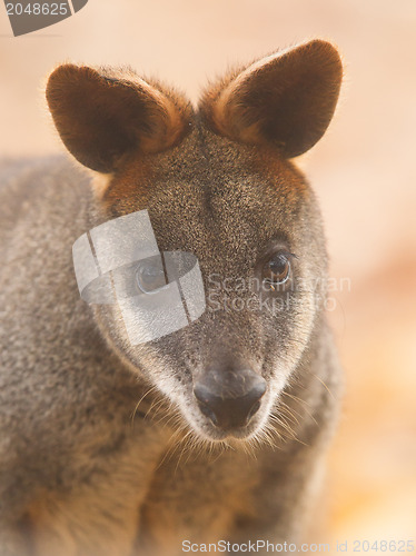 Image of Close-up swamp wallaby