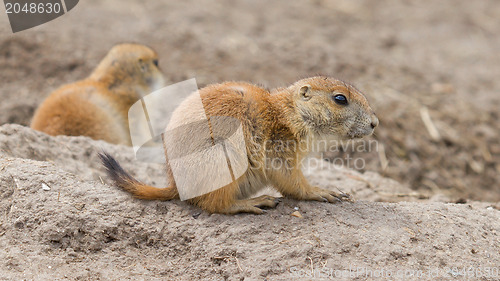 Image of Prairie dog