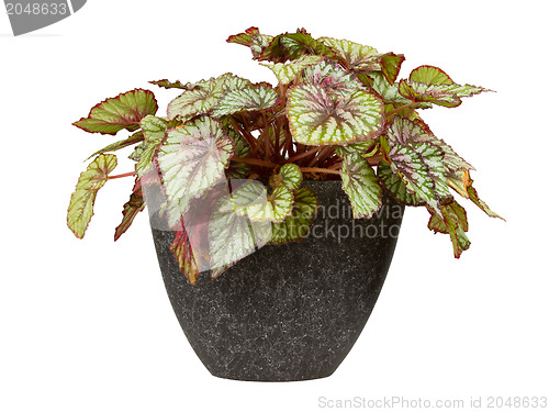 Image of Coleus Verschaffeltii in a pot isolated