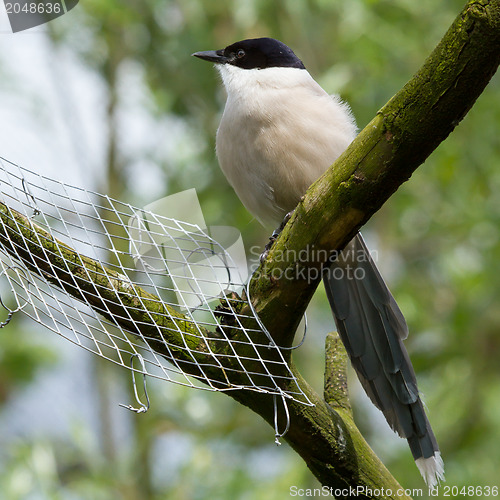 Image of Northern Wheatear