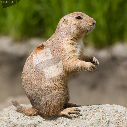 Image of Prairie dog