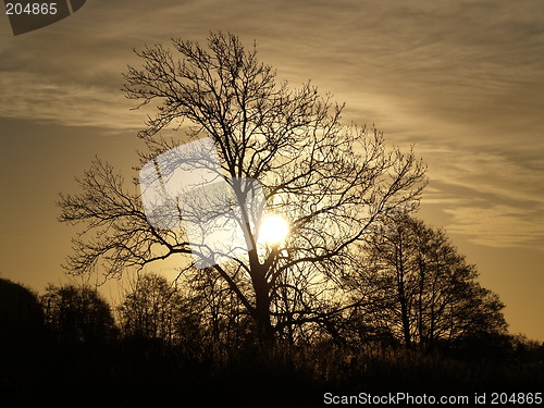 Image of Trees in silhuette