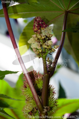 Image of Castor oil plant Ricinus communis