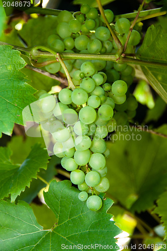 Image of Wine Grapes