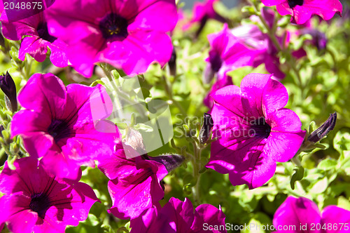 Image of Petunia Surfinia Bush - Pink Vein