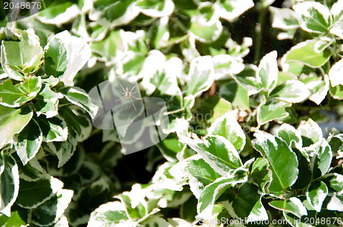 Image of spider in front of colorful leaves