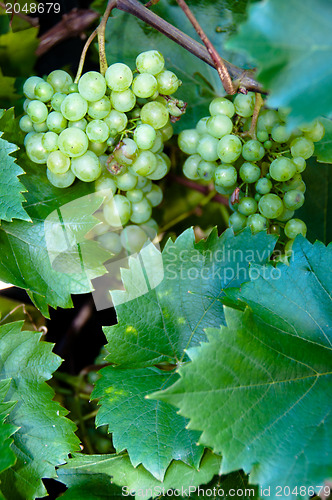 Image of Wine Grapes