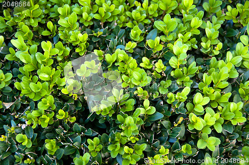 Image of Buxus Sempervireus