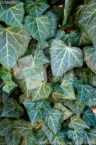 Image of Poison Ivy