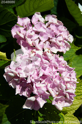 Image of Hortensia flower