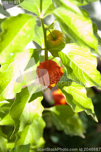 Image of Chinese Lantern Plant