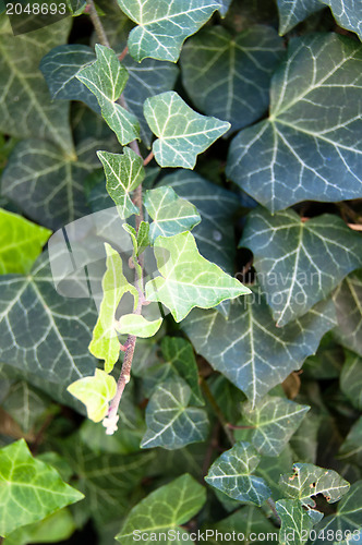 Image of Poison Ivy