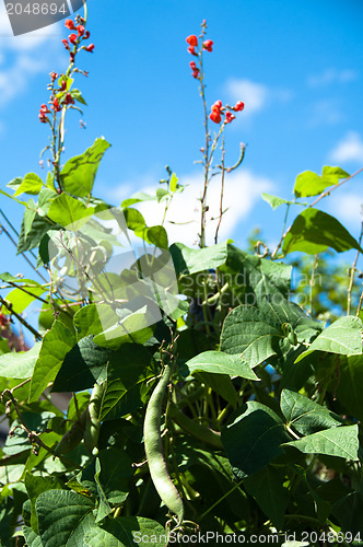 Image of Runner Beans